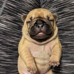 French Bulldogs from Autumn Skye French Bulldogs