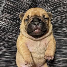 French Bulldogs from Autumn Skye French Bulldogs