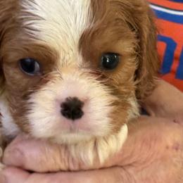 Smash - Blenheim male Cavalier King Charles Spaniel puppy in Ocala Fl, Florida from Encore Cockers