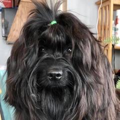 Havana Silk Dog and Poodle All Grown Up from Havana Silk Romance