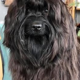 Havana Silk Dog and Poodle All Grown Up from Havana Silk Romance