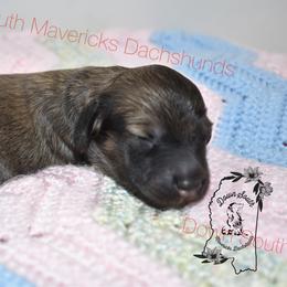 Shaded cream girl - Cream female Dachshund puppy in Seminary, Mississippi from Down South Mavericks Dachshunds
