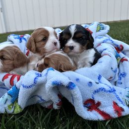 Cavalier King Charles Spaniel Puppies from Taylor tails farm