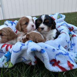 Cavalier King Charles Spaniel Puppies from Taylor tails farm