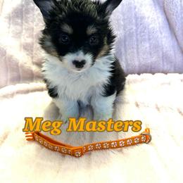 Meg Masters (Fluffy) - Black and tan female Pembroke Welsh Corgi puppy in Olathe, Colorado from Rocking LJ Breeding