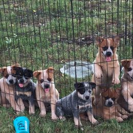 Australian Cattle Dog Puppies from Hudsons Australian Cattle Dogs