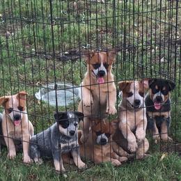 Australian Cattle Dog Puppies from Hudsons Australian Cattle Dogs