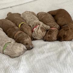 Labradoodle Puppies from Viewpoint Labradoodles