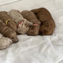 Labradoodle Puppies from Viewpoint Labradoodles
