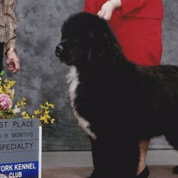 Newfoundlands from Karen Moore's Newfoundlands