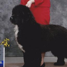 Newfoundlands from Karen Moore's Newfoundlands