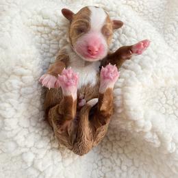 Bella - Red female Cavapoo puppy in Aiken, South Carolina from Cavapoos of the Carolinas