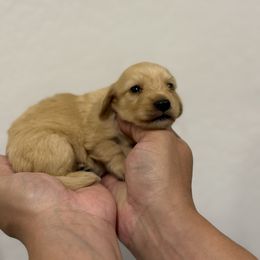 Jesse - Cream female Dachshund puppy in Goodyear, Arizona from D&C Royal Dachshunds LLC