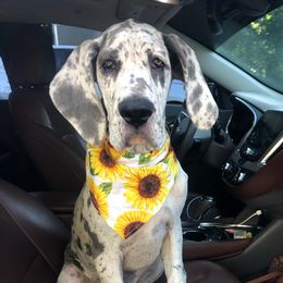 Sadie - Great Dane