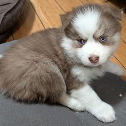 Butterball - Red and white male Pomsky puppy in Charlotte, Michigan from Moore Pomskies