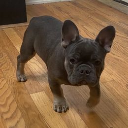 Bulldogs and French Bulldogs from Vertucci Bulldogs