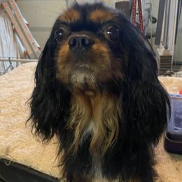 Zeus - Cavalier King Charles Spaniel