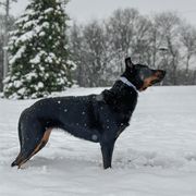 Beaucerons from Beaucerons d'Ourse Brulante
