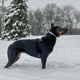 Beaucerons from Beaucerons d'Ourse Brulante