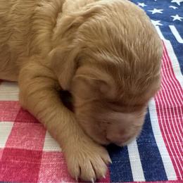 Eliza - Red  female Goldendoodle puppy in Tybee Island, Georgia from Castaway Doodles