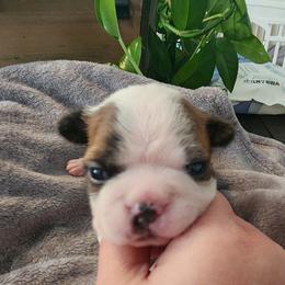 Orange Collar - Brindle and white male Boston Terrier puppy in Shreveport, Louisiana from Cristi's Port Bostons