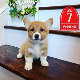 Pembroke Welsh Corgi Puppies from Em-K Corgi’s