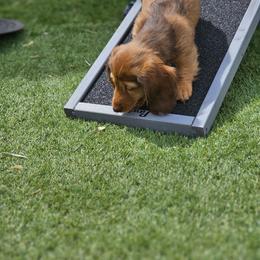Dachshund Puppies from Farmhouse Dachshunds