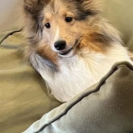 Shetland Sheepdogs from Excelsior Shetland Sheepdogs