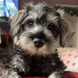 Woody - Black and silver male Miniature Schnauzer puppy in Akeley, Minnesota from Great Northern Schnauzers