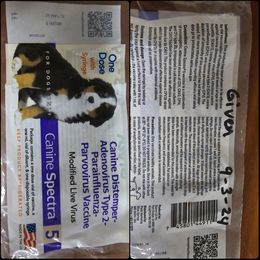 Yorkipoo and Yorkshire Terrier Puppies from Furrever Puppy Co.