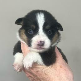 MO-M01 - Black and tan male Pembroke Welsh Corgi puppy in Stockton, Iowa from Infinity Corgis