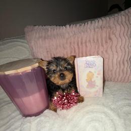 Girl 1 - Black and tan female Yorkshire Terrier puppy in Chino Hills, California from Chino Hills Yorkies