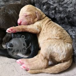 Poodle Puppies from Shallow Bay Standard Poodles