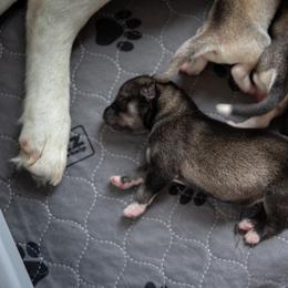 Siberian Husky Puppies from Ivie Huskies