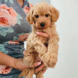 Girl 4 CLASSIC soft looser Curl Similar to F1 generation coats PICK OF THE LITTER GUARDIAN HOME OPTION - Apricot female Goldendoodle puppy in Clarksville, Tennessee from Tennessee Goldendoodles, since 2014