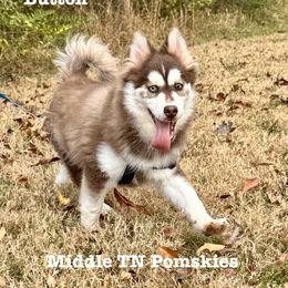 Button - Chocolate male Pomsky puppy in Murfreesboro, Tennessee from Middle Tennessee Pomskies