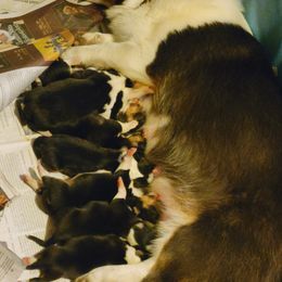 Pembroke Welsh Corgi puppies from Dunnideer Farm