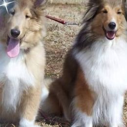 Collies from Mary Linstad's Collies