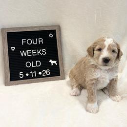 Crush - Yellow and white male Bernedoodle puppy in Sparrows Point, Maryland from Rosie’s Puppies