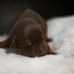 Doberman Pinscher Puppies from Warsong Dobermann