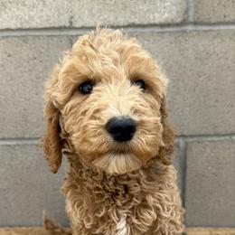 Grey - Apricot male Goldendoodle puppy in Bakersfield, California from Lavish Doodles