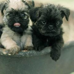 Bernese Mountain Dog and Brussels Griffon Puppies from Brooks Berner Bears