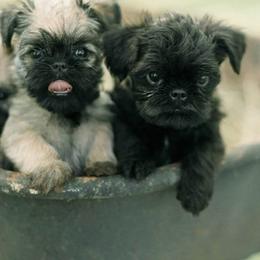 Bernese Mountain Dog and Brussels Griffon Puppies from Brooks Berner Bears