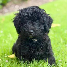 Flint - Black and white male Aussiedoodle puppy in Midlothian, Texas from Gray Doodles
