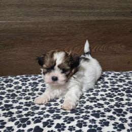 Boy 1 - Gold and white male Shih Tzu puppy in Meadows Of Dan, Virginia from Walt’s Shih Tzus