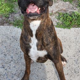 Odin Duke - Boxer