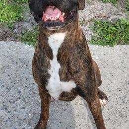Odin Duke - Boxer