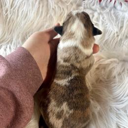 Brindle merle boy - Brindle merle and white male Cardigan Welsh Corgi puppy in Clinton, Tennessee from High Hopes Farm