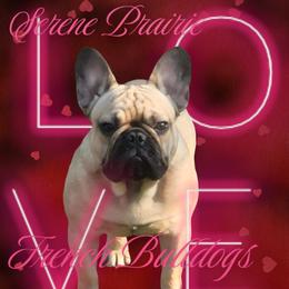 Sully - Fawn male French Bulldog puppy in Cheney, Washington from Serene Prairie K9