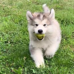 Joann - Gray and white female Alaskan Malamute puppy in Palmyra, Michigan from Illusion Kennel